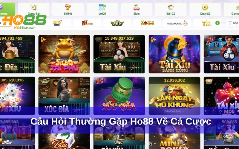 Câu hỏi thường gặp Ho88 về cá cược